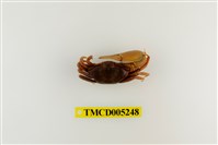 藏品(弧邊管招潮蟹)的圖片